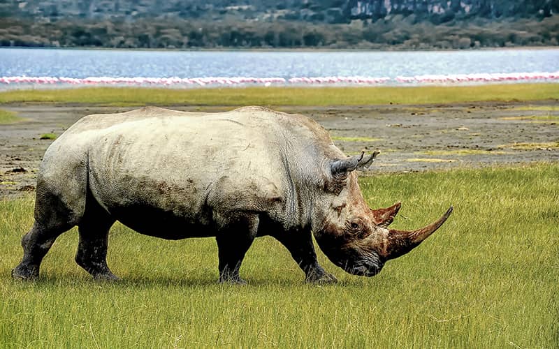 afrika gergedan